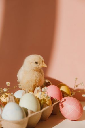 yellow chick near colored eggs